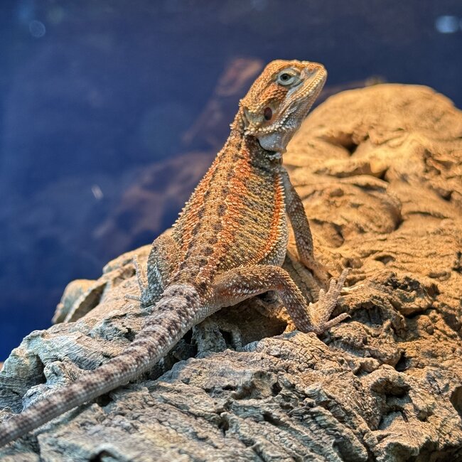 Red Orange Bearded Dragon