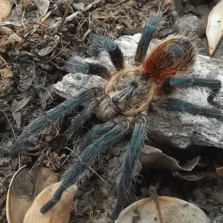 Euathlus Tigre Esmeralda, 1/2" Chilean Emerald Tiger