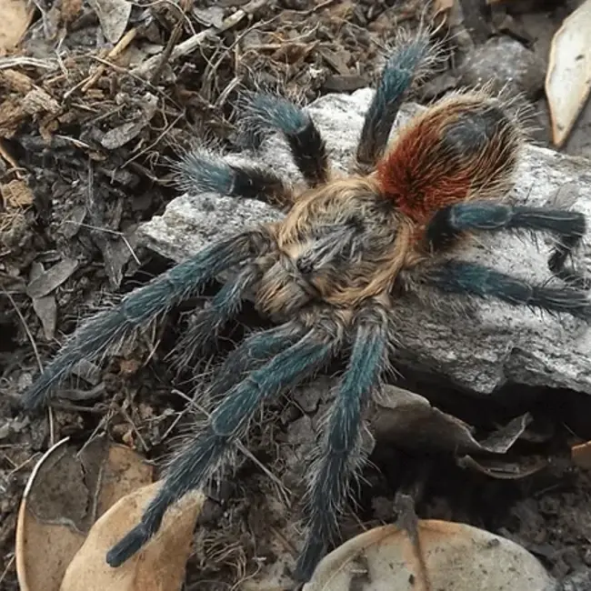 Euathlus Tigre Esmeralda, 1/2" Chilean Emerald Tiger