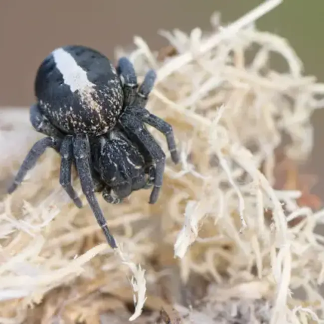 'Black African Velvet Spider' Stegodyphus lineatus
