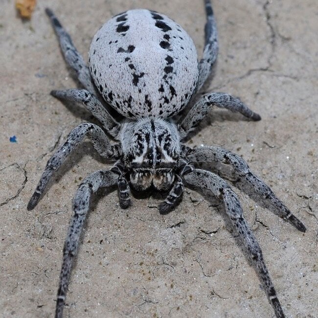 'White African Velvet Spider' Stegodyphus lineatus