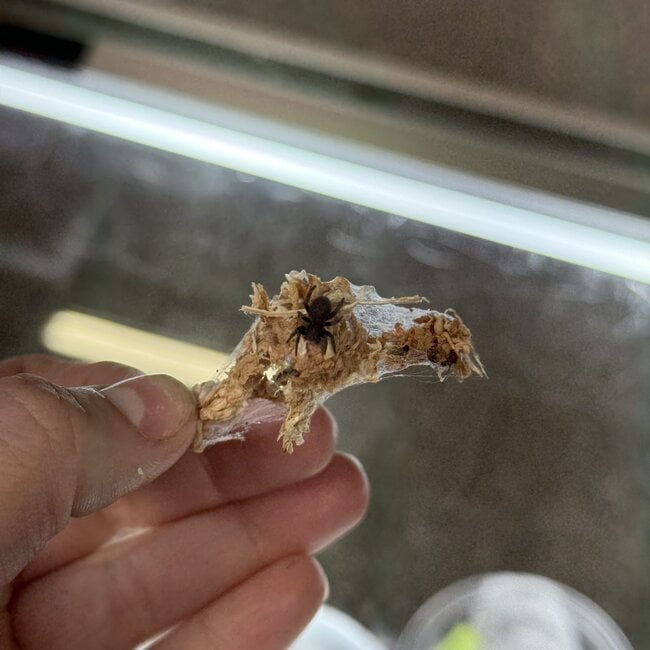 Velvet Spider, Eresus sp. "Aguert Tamanart"