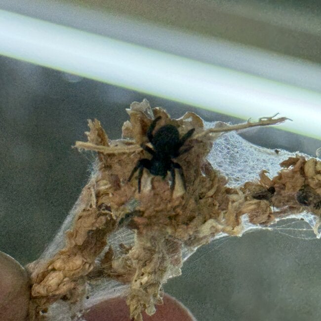 Velvet Spider, Eresus sp. "Aguert Tamanart"