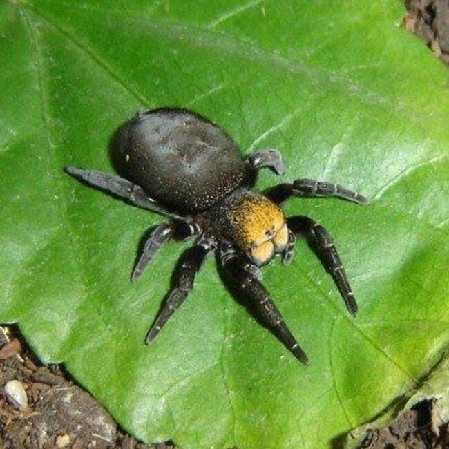 Turkish Velvet Spider, Eresus balcanicus