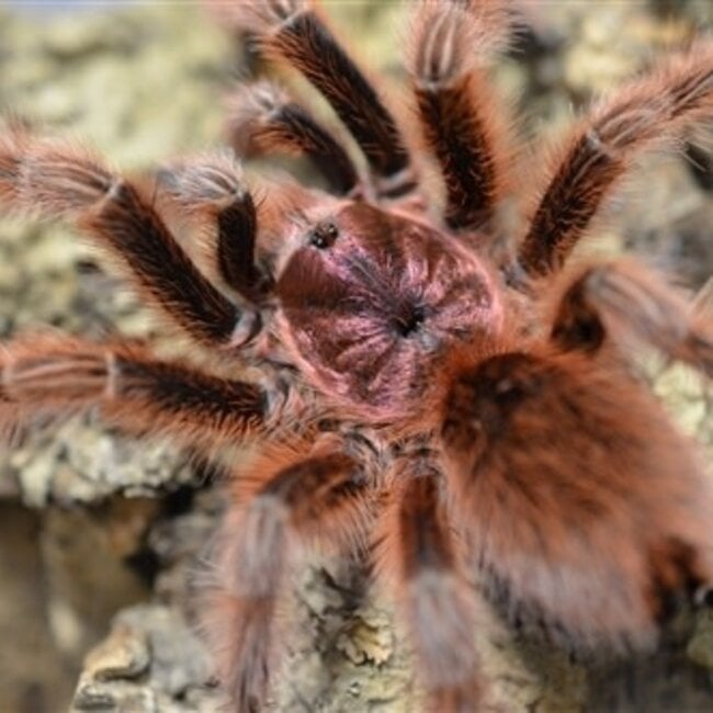 Tarantula Grammostola rosea 'Rose Hair' 0.5" Red Color Form
