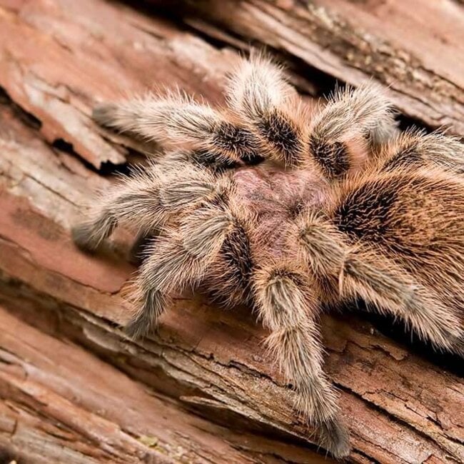 Grammostola rosea 'Rose Hair' 0.5-1"