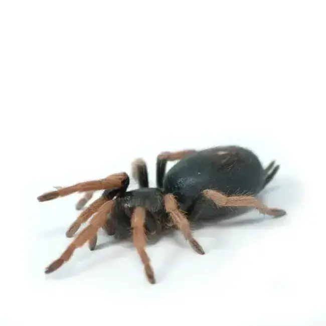 Kochiana brunnipes, Dwarf Pink Leg Tarantula 0.25-0.5"