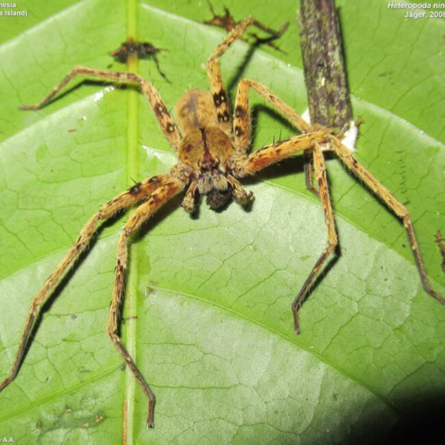 Javana Huntsman Spider, Heteropoda javana 1"