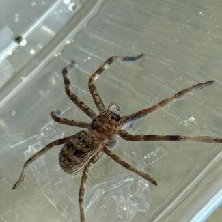 Giant Australian Huntsmen, Holconia murrayensis 2-3" Spider