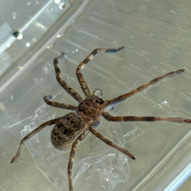 Giant Australian Huntsmen, Holconia murrayensis 2-3" Spider
