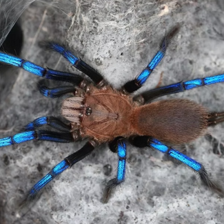 Neon Blueleg Tarantula, 3/4" Birupes simoroxigorum