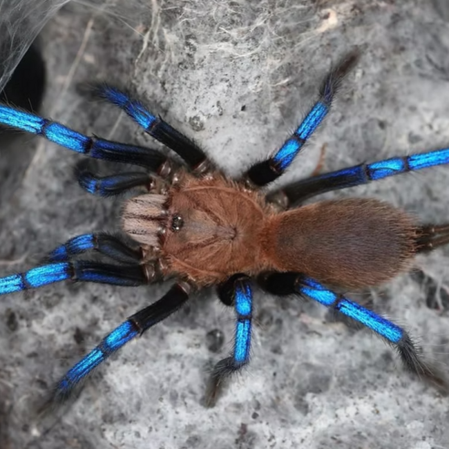 Neon Blueleg Tarantula, 3/4" Birupes simoroxigorum