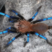 Neon Blueleg Tarantula, 3/4" Birupes simoroxigorum