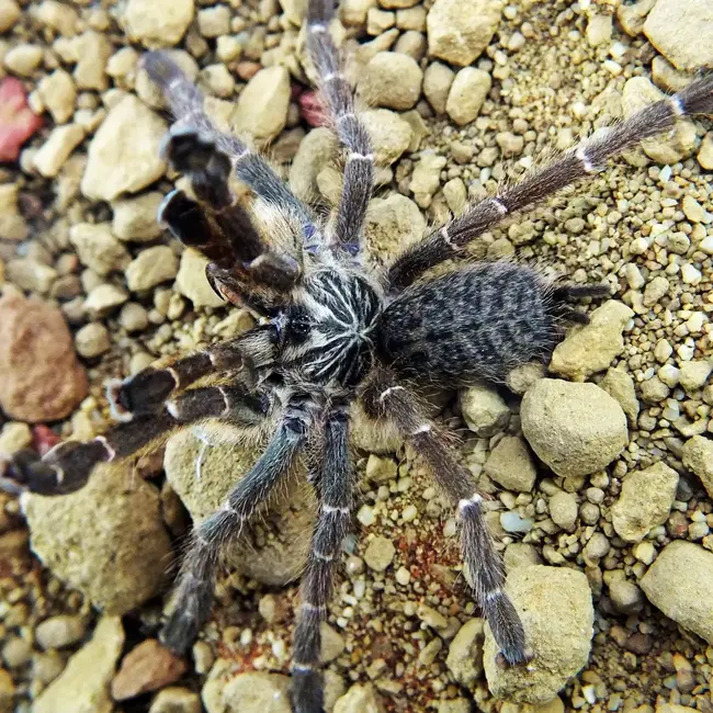 Pterinochilus murinus DCF “Kigoma” Starburst Baboon 0.5-1"