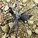 Pterinochilus murinus DCF “Kigoma” Starburst Baboon 0.5-1"