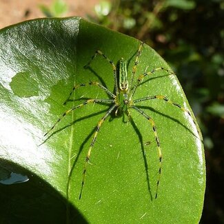 Green Lynx Spider, Peucetia lucasi