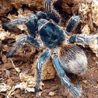 Cobalt Red Rump, Thrixopelma cyaneolum .25-.5" Tarantula