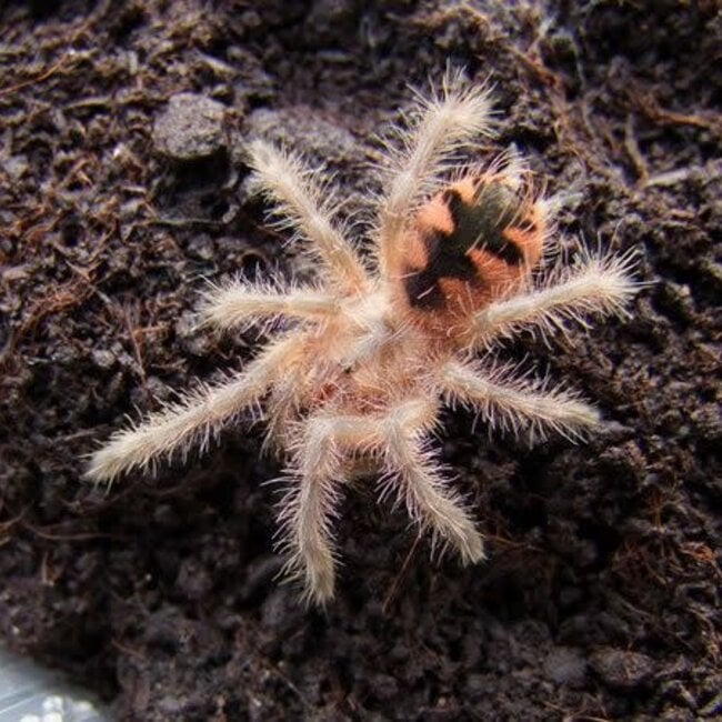 Pamphobeteus sp 'Machala', Ecuador Purple Bloom 1-1.5"
