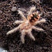 Pamphobeteus sp 'Machala', Ecuador Purple Bloom 1-1.5"