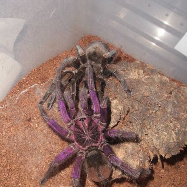 Pamphobeteus sp 'Machala', Ecuador Purple Bloom 1-1.5"