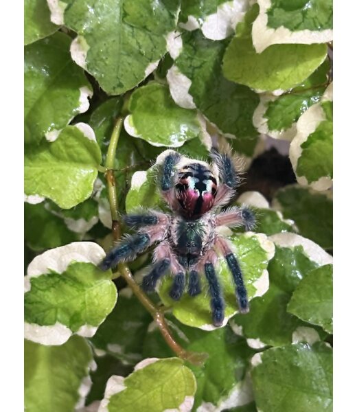 Typhochlaena seladonia Brazilian Jewel 1/4″ Tarantula
