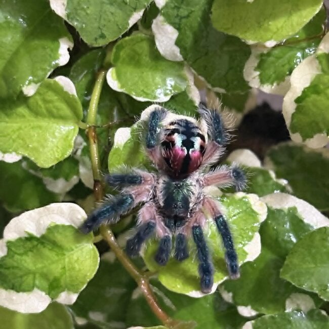 Typhochlaena seladonia Brazilian Jewel 1/4″ Tarantula
