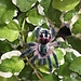 Tarantula Typhochlaena seladonia Brazilian Jewel 1/4″ Tarantula