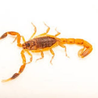 Plain Pygmy-Thicktail Scorpion, Pseudolychas ochraceus 1/4"