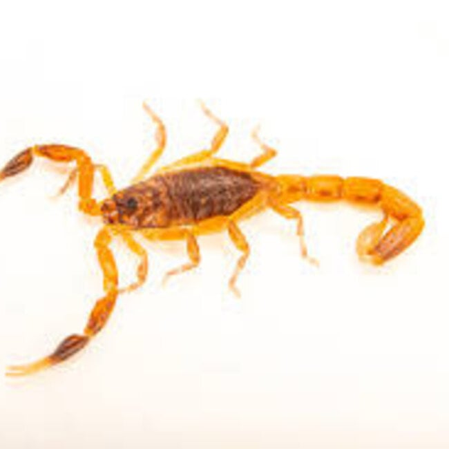 Plain Pygmy-Thicktail Scorpion, Pseudolychas ochraceus 1/4"