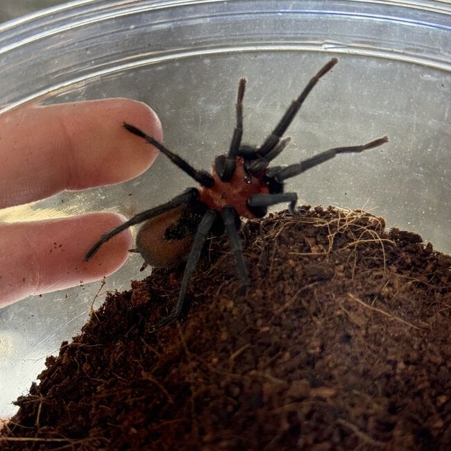 Bumba horrida, Cabocla Brazilian RedHead Tarantula