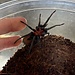 Bumba horrida, Cabocla Brazilian RedHead Tarantula