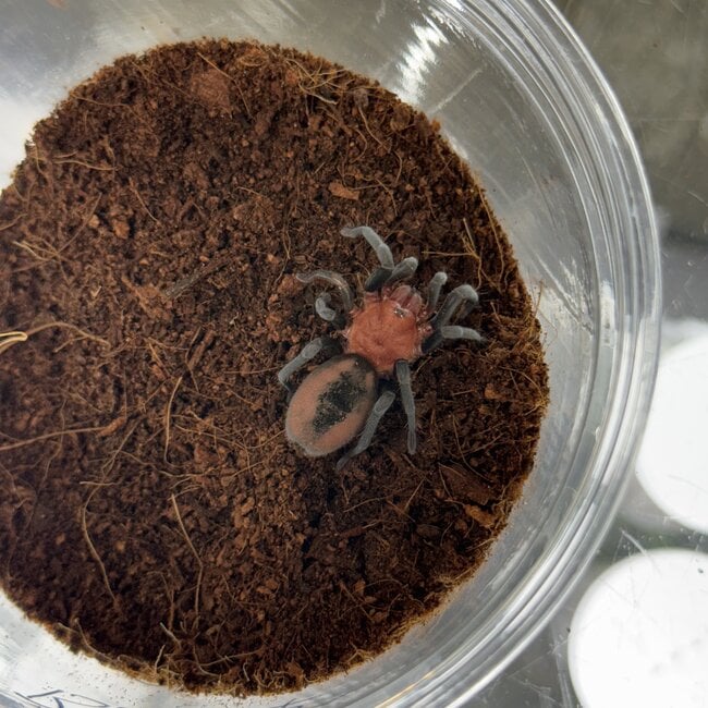Bumba horrida, Cabocla Brazilian RedHead Tarantula