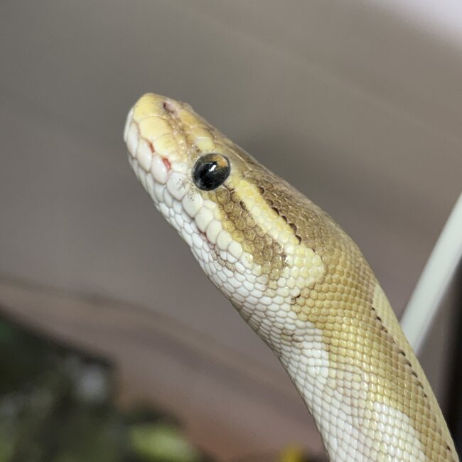 Crystal Ball Python Male 'SP'