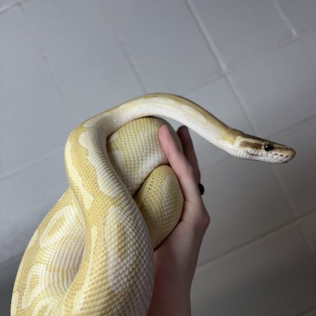 Crystal Ball Python Male 'SP'