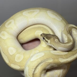 Crystal Ball Python Male 'SP'