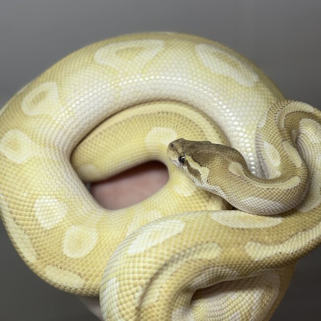 Crystal Ball Python Male 'SP'