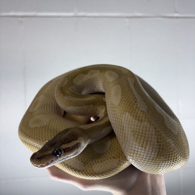 Crystal Ball Python Male 'SP'