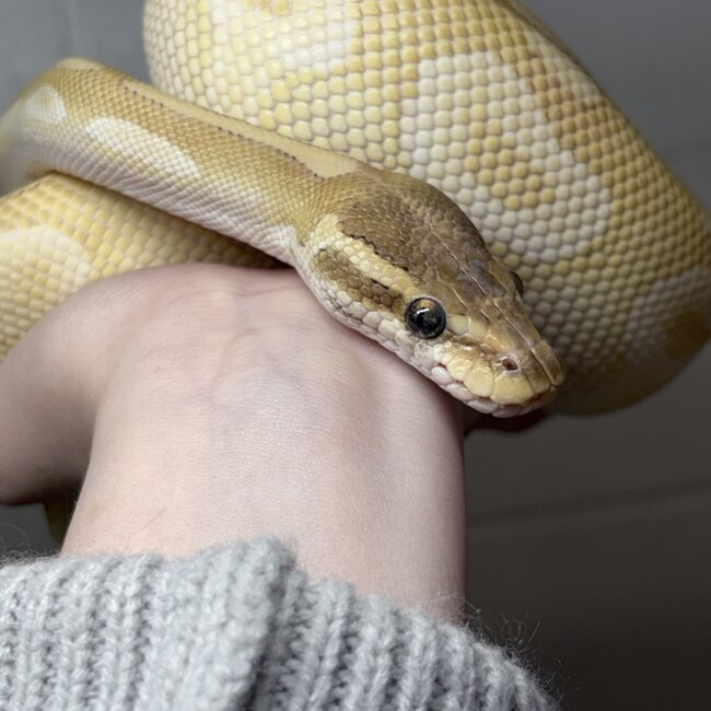 Crystal Ball Python Male 'SP'