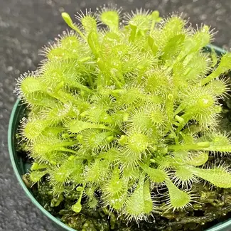 Drosera spathulata 'spoon leaved' Sundew 3.5" pot