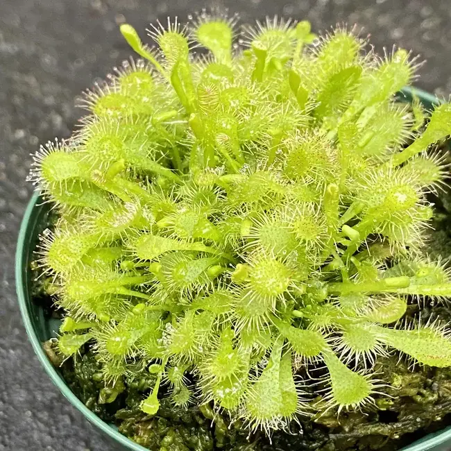 Drosera spathulata 'spoon leaved' Sundew 3.5" pot
