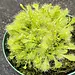 Drosera spathulata 'spoon leaved' Sundew 3.5" pot