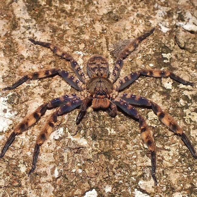 Lightning Huntsmen, Heteropoda lunula
