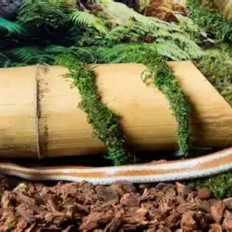 Galapagos Mossy MossVine PER 12"