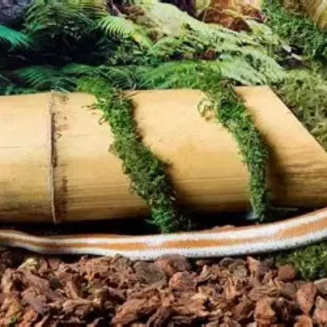 Galapagos Mossy MossVine PER 12"