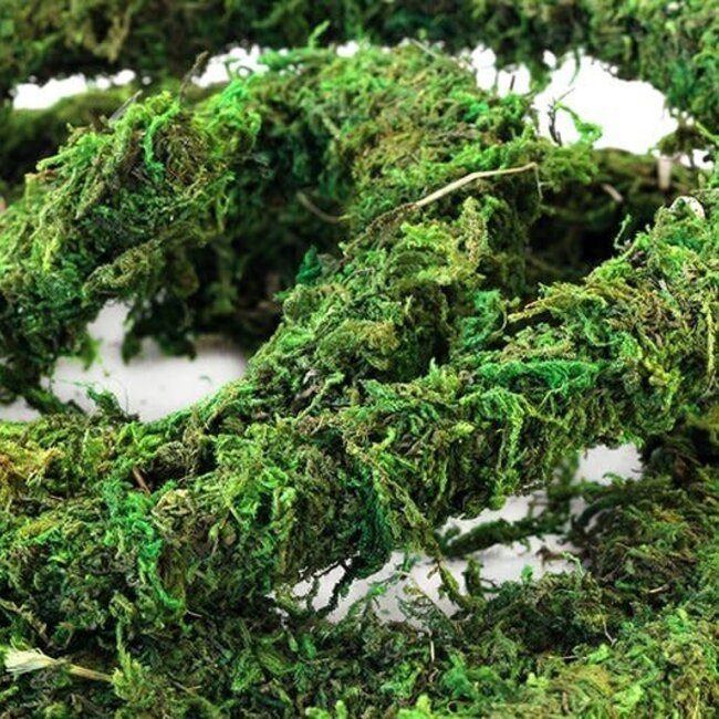 Galapagos Mossy MossVine PER 12"