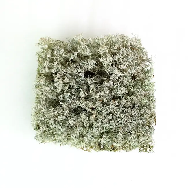 Mossify Lichen - Revita-Moss (Cladonia arbuscula)