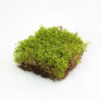 Mossify Natural Canadian Forest Moss - Revita-Moss™ (Pleurozium schreberi)