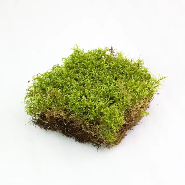 Mossify Natural Canadian Forest Moss - Revita-Moss™ (Pleurozium schreberi)