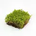 Mossify Natural Canadian Forest Moss - Revita-Moss™ (Pleurozium schreberi)