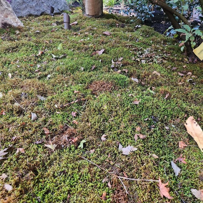 Mossify Natural Canadian Forest Moss - Revita-Moss™ (Pleurozium schreberi)